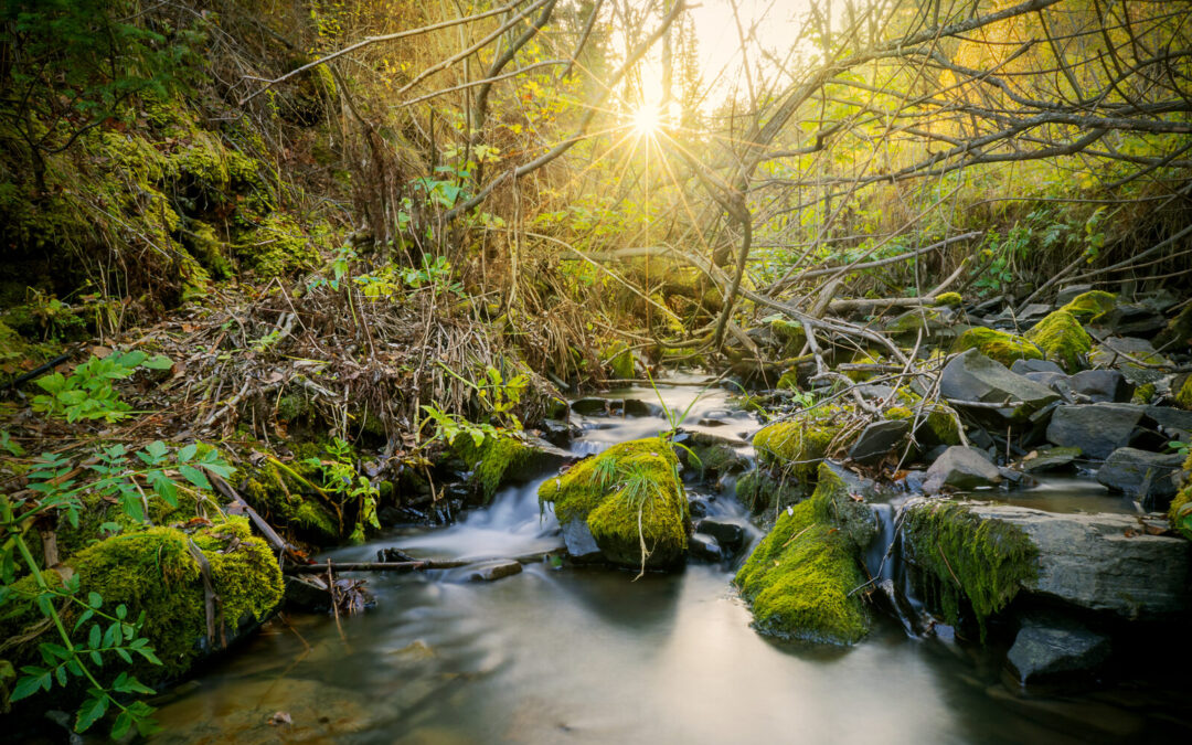 Music and Nature Sounds: The Calm of Ambient Soundscapes