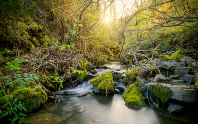 Music and Nature Sounds: The Calm of Ambient Soundscapes